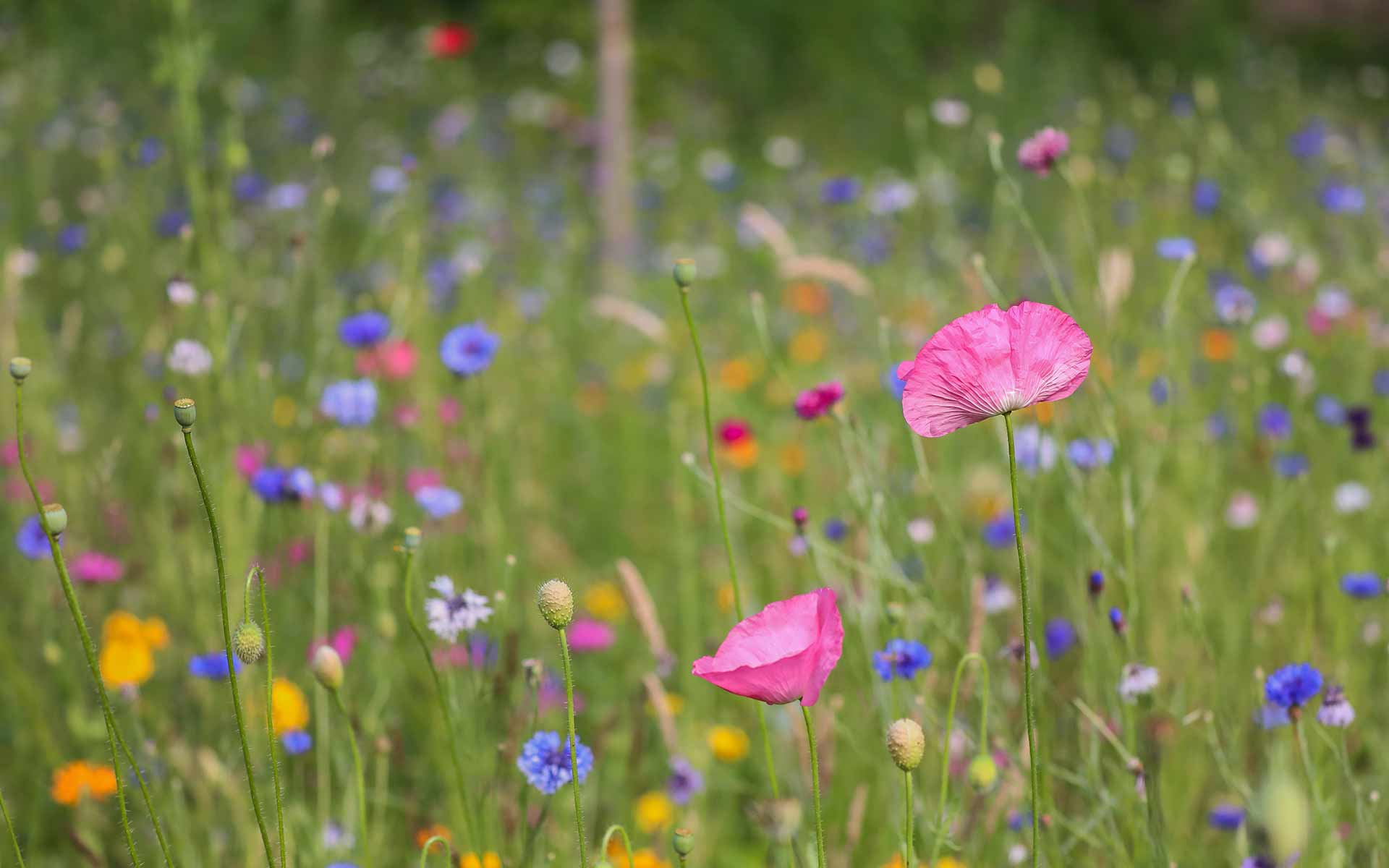 Wildbumenwiese bei Streuobstbäumen